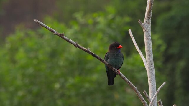 Oriental dollarbird perched among tree branches at morning.