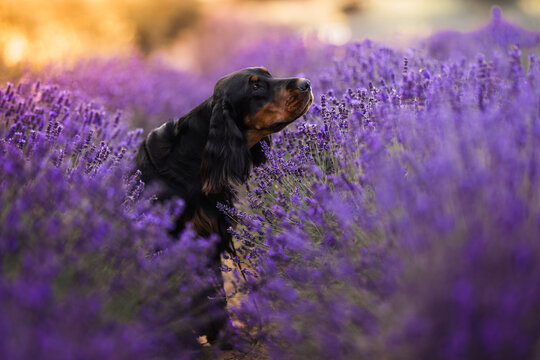Gordon Scottish Setter and springer spaniel dogs in lavender fields