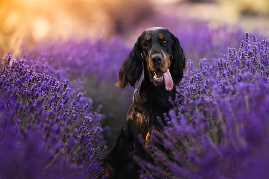 Gordon Scottish Setter and springer spaniel dogs in lavender fields