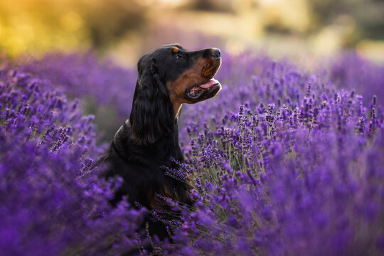 Gordon Scottish Setter and springer spaniel dogs in lavender fields