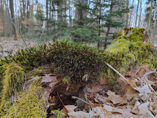 Obraz premium A weathered tree stump draped in vibrant green moss and mossy ferns lies amidst fallen autumn leaves in a serene forest. Tall trees and soft light create a tranquil woodland atmosphere.