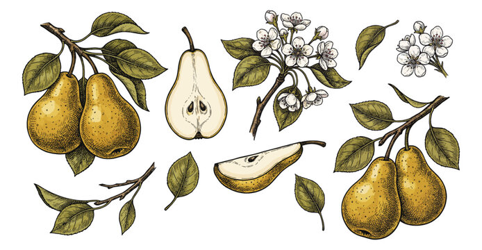 Pear fruit and flower branch colored botanical engraving
