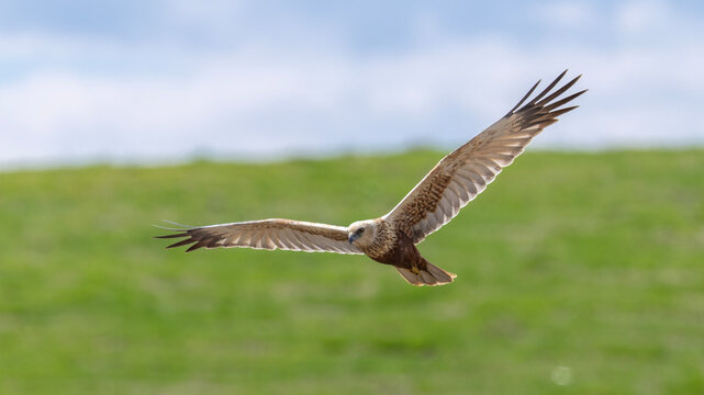 Marsh Harrier captured in flight.
