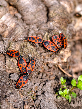 Group of red firebugs. Pyrrhocoris apterus, is a common insect of family Pyrrhocoridae. Pyrrhocoris apterus is distributed throughout Palaearctic from Atlantic coast of Europe to northwest China
