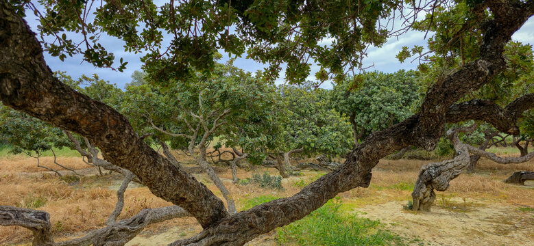 Mastic gum resin flows from the mastic tree. Chios island - Greece