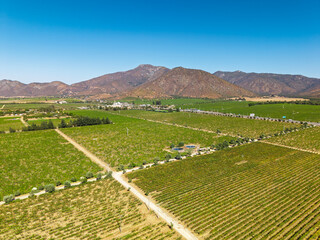 Aerial view of a large vineyard with lush green vines in a scenic mountain valley under a clear blue sky, rural agricultural landscape in summer