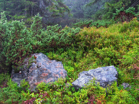 Vibrant green forest scene featuring wild juniper plants and large grey rocks after summer rain