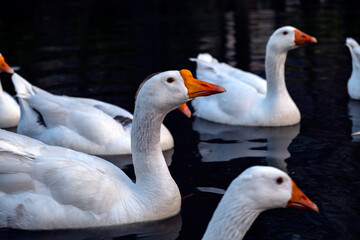 White domestic geese swimming on dark water © Maria