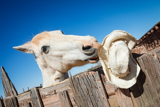 Horse wearing cowboy hat over fence playful western lifestyle image
