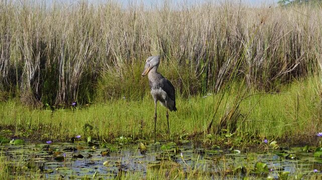 Bird watches pond. Shoebill in marsh at dawn. Shoebill stork surveys wetland environment during morning. Ecological scene depicting shoebill observing lily pads and water amidst tall reeds at sunrise