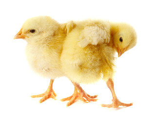 Obraz premium Cute yellow chicks on white background. Baby animals