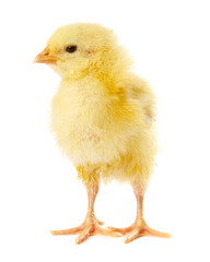 Fototapeta premium Cute yellow chick on white background. Baby animal