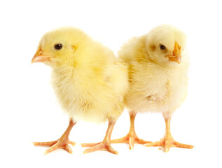 Obraz premium Cute yellow chicks on white background. Baby animals