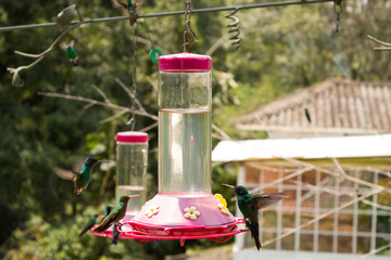 Naklejka premium Several hummingbirds are drinking fresh water from a container in a botanical garden in San Francisco, Cundinamarca, Colombia. Concept of birds and natural beauty