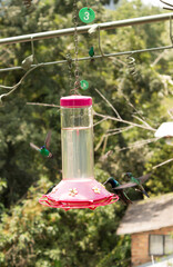 Naklejka premium Several hummingbirds are drinking fresh water from a container in a botanical garden in San Francisco, Cundinamarca, Colombia. Concept of birds and natural beauty