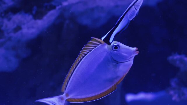 Bright blue fish glide gracefully among vivid corals in a stunning marine aquarium. The lively colors create a serene underwater paradise filled with beauty and wonder.