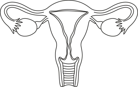 Internal Anatomy of Human Female Reproductive System Line Art Vector Diagram