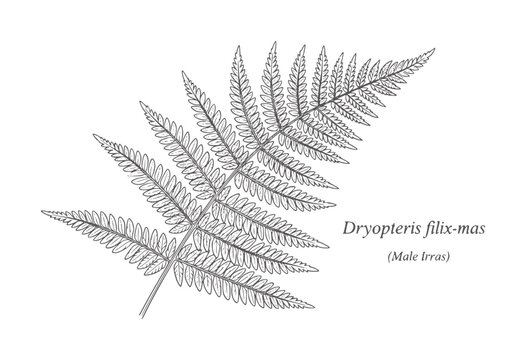 Line of a Dryopteris filix-mas fern frond plant leaf botanical nature