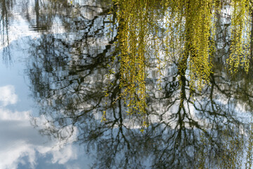 Fototapeta premium Golden willow branches hang low above still water. Reflections mirror sky and bare limbs in clear glassy surface. Soft light glistens on delicate yellow blossoms