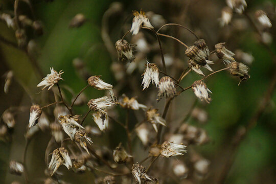 loseup of the withe seeds of common ragwort - jacobea vulgaris vulgaris, syn. 
