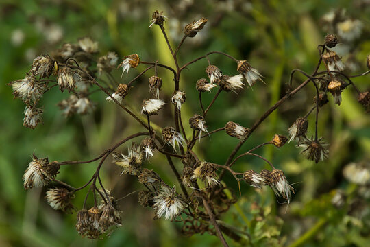 loseup of the withe seeds of common ragwort - jacobea vulgaris vulgaris, syn. 
