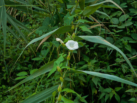  White flower of field bindweed - Convolvulus arvensis. 