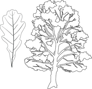 Oak tree and leaf outline illustration for educational worksheets and coloring pages