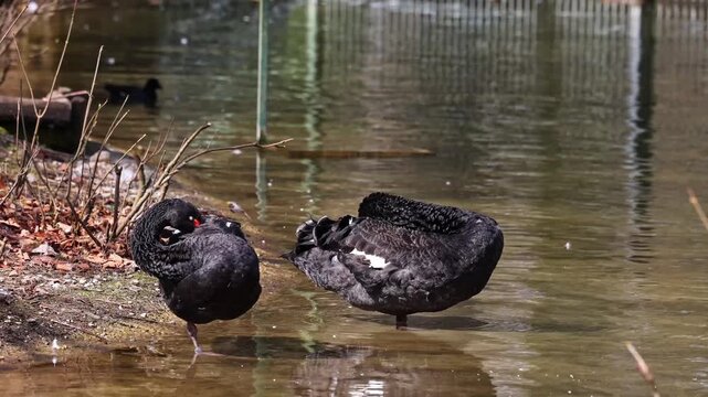 The Black Swan, Cygnus atratus is a large waterbird, a species of swan which breeds mainly in the southeast and southwest regions of Australia.