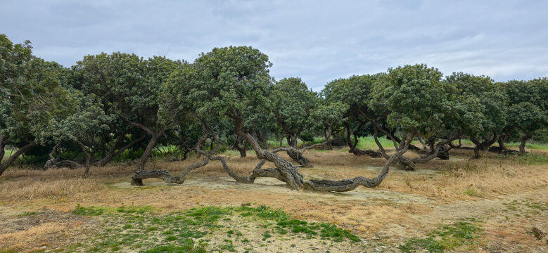 Mastic gum resin flows from the mastic tree. Chios island - Greece