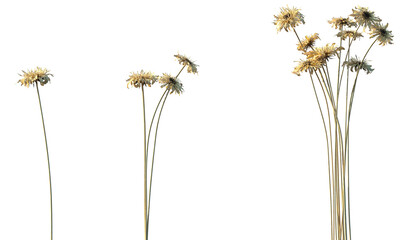 Obraz premium Set of Gerbera jamesonii (Barberton daisy or Transvaal daisy) isolated dried flowers png on a transparent background perfectly cutout high resolution