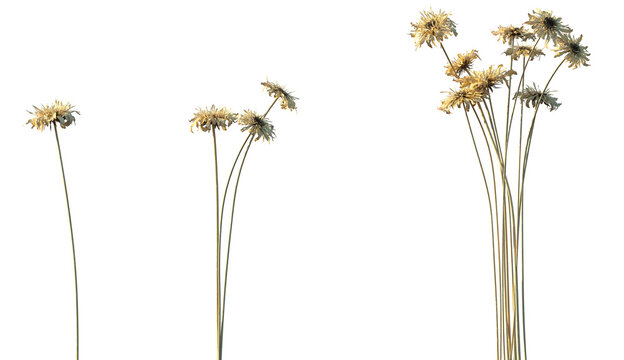 Set of Gerbera jamesonii (Barberton daisy or Transvaal daisy) isolated dried flowers png on a transparent background perfectly cutout high resolution