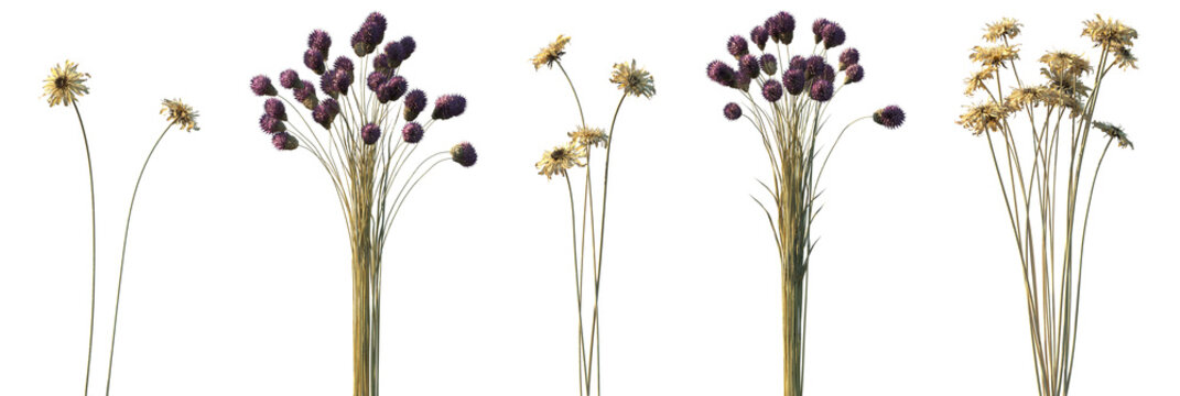 Set of Gerbera jamesonii and Dipsacus sativus isolated  dried flowers png on a transparent background perfectly cutout high resolution
