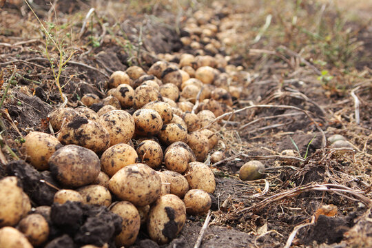 Potato crop is on the ground. Harvesting potatoes. Potato tubers are dug out of the ground. A farm with organic vegetables. A large potato harvest. Fresh organic products.
