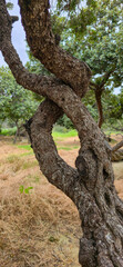 Fototapeta premium Mastic gum resin flows from the mastic tree. Chios island - Greece