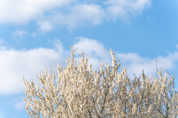White blossoms fill the frame against a clear blue sky. Clouds drift softly above the blooming tree. Sunlight filters through delicate petals. The tree stands full of spring's promise © Jakob