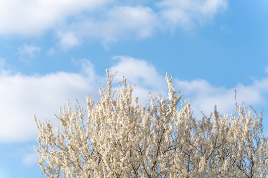 White blossoms fill the frame against a clear blue sky. Clouds drift softly above the blooming tree. Sunlight filters through delicate petals. The tree stands full of spring's promise