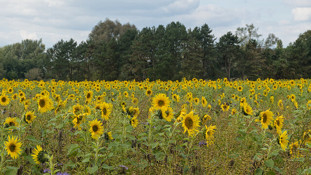 field with many bright yellow common sunflowers with trees in the background in the flemish countryside- Helianthus annuus
