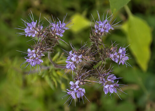 . closeup of purple scorpion weed flowers ona green bokeh background - phacelia tanacetifolia 