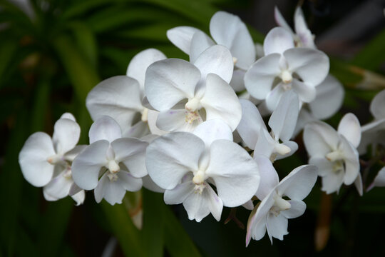 胡蝶蘭　ファレノプシス・アビリス