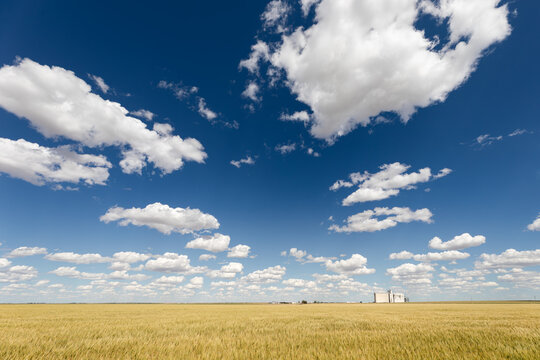 Wheat field with blue sky and cumulus clouds