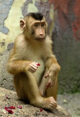 Fototapeta premium Southern pig-tailed macaque