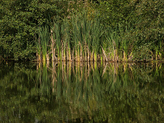 Obraz premium Yellow and green reed and trees reflecting in the water of a pool in Damvallei nature reserve, Ghent, Flanders, Belgium 