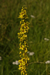 Obraz premium bright yellow flowes of dark mullein - Verbascum nigrum 