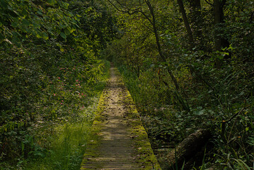 Obraz premium boardwalk through a forest swamp in Damvallei nature reserve, Ghent, Flanders, Belgium 