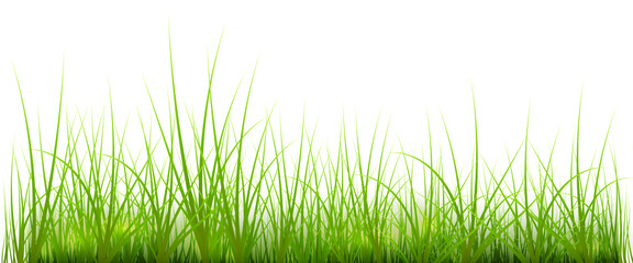 Fototapeta premium Bright green grass blades growing fresh and vibrant in a neat row pattern transparent background