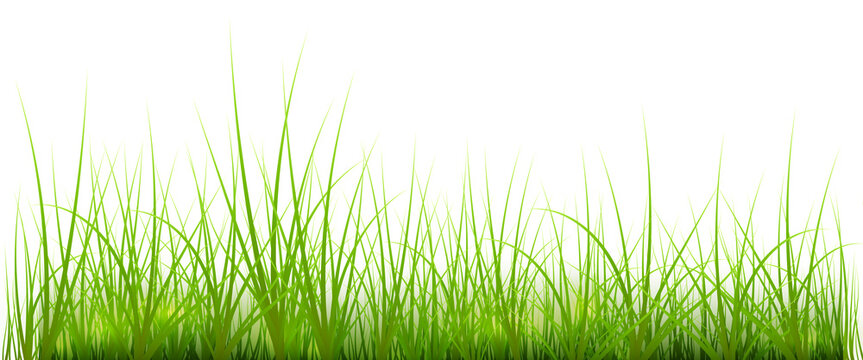Bright green grass blades growing fresh and vibrant in a neat row pattern transparent background