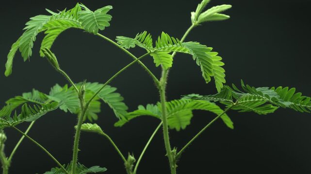 Mimosa Pudica plant growing, over black background, time lapse. Fresh green leaves moving, growing process. Mimosa sensitive leaves, also known as touch-me-not plant or shame plant. 