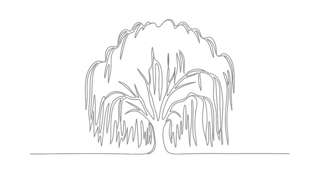 Weeping Willow Tree Minimalist One Line Drawing Vector Isolated