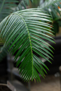 Leaf of a Dioon mejiae Plant