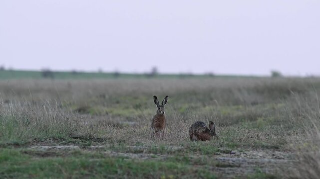 Wild hares (Lepus europaeus) in natural habitat on open field. Wildlife scene with animals in nature, slow motion video.
